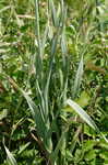 Broadleaf wild leek